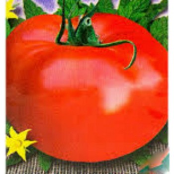 Национальная гордость семян индетерминантного томата (GL Seeds)