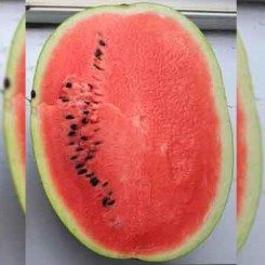 Нептун F1 насіння кавуна середнього (Takii Seeds)