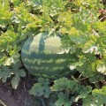 Нептун F1 семян арбуза среднего (Takii Seeds)