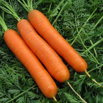 Бесподобные семена моркови (GL Seeds)