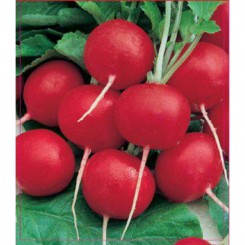 Новиред насіння редису (GL Seeds)