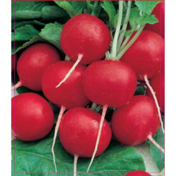 Новиред семян редиса (GL Seeds)