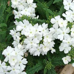 Обсешн F1 белая (white) семена вербены гибридной (Syngenta)