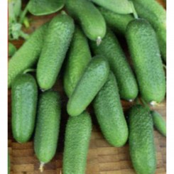 Окрошечка семян партенокарпического огурца (GL Seeds)