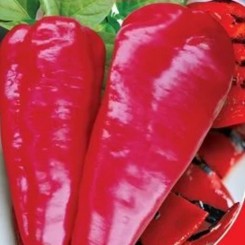 Для Гриля насіння перцю солодкого раннього 105-108 днів. подовж.-конусоп.100-200 гр (GL Seeds)