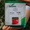 Пинк Уникум F1 семена помидора индетерминантного (DRS-Seminis)