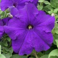 Присм Блу F1 (Blue) семена петунии грандифлора дражированная (Floranova)