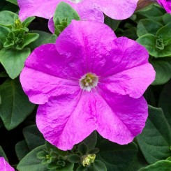 Присм Лаванда F1 (Lavender) семена петунии грандифлора дражированная (Floranova)