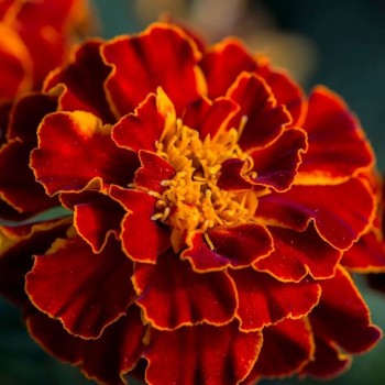 Ред Чери семян бархатцев (Floragran)