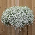 Регатта белая семена каскадной лобелии (Pan American)