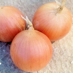 Рекс F1 насіння цибулі ріпчастої жовтої (Takii Seeds)