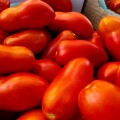 Рочча F1 (Роча F1) — семена томата Cora Seeds