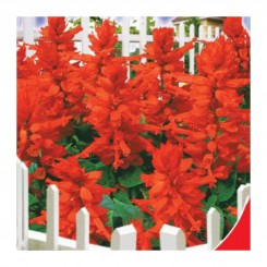 Родео красные семена сальвии (GL Seeds)