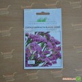 Розовое сияние семян статики (Hem Zaden)