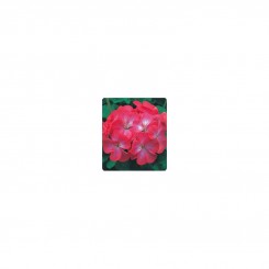 Салют красное пикоте (Red Picotee) семена пеларгонии зональной (Kitano Seeds)