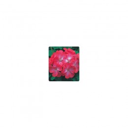 Салют красное пикоте (Red Picotee) семена пеларгонии зональной (Kitano Seeds)