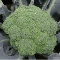 Самоа F1 семена капусты брокколи (Cora Seeds)