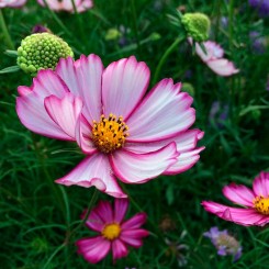 Сенсейшин Пикоти семена космеи (Floragran)