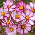 Сенсейшин Пикоти семена космеи (Floragran)