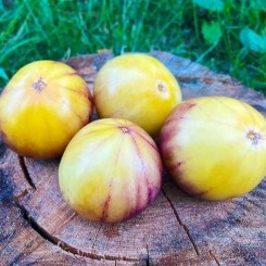 Сержант Пепперс (ЖЕЛТЫЙ) — семена томата Breeding Seeds