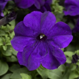 Шторм F1 синяя (blue) семена петунии грандифлора (Syngenta)