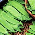 Шугар Флеш семян гороха сахарного среднего 70 дн. (Syngenta)