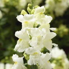 Снептини F1 белый (white) семена антирринума (Syngenta)