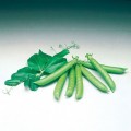 Сомервуд семян гороха (Syngenta)