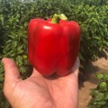 Стрит F1 семена перца сладкого тип Блочный ультраранний (Lark Seeds)