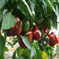Стрит F1 семена перца сладкого тип Блочный ультраранний (Lark Seeds)
