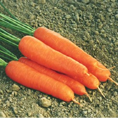 Ступичные семена моркови (Moravoseed)