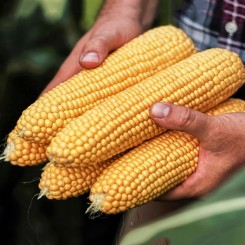 Світстар F1 насіння кукурудзи суперсолодкої Sh2 (Syngenta)