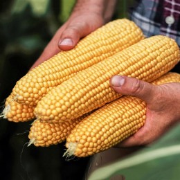 Светстар F1 семена кукурузы суперсладкой Sh2 (Syngenta)