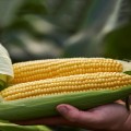 Светстар F1 семена кукурузы суперсладкой Sh2 (Syngenta)