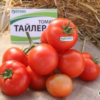 Тайлер F1 семена помидора индетерминантного (Kitano Seeds)