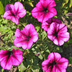 Танака Дип Роуз (Deep Rose) семена петунии крупноцветковой (Kitano Seeds)