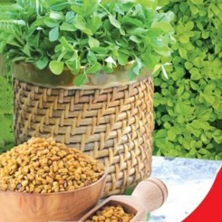 Тригонелла насіння Грибної трави 40-60 см (GL Seeds)