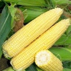 Тріполі F1 насіння кукурудзи суперсолодкої Sh2 (Soto Seeds)