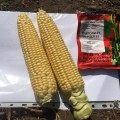Триполи F1 семена кукурузы суперсладкой Sh2 (Soto Seeds)