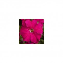 Тритуния F1 розовая (pink) семена петунии грандифлора (Syngenta)