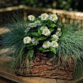 Циннита F1 белые (white) семена майор (Benary)