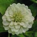 Циннита F1 белые (white) семена майор (Benary)