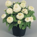Циннита F1 белые (white) семена майор (Benary)