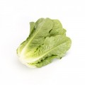 Тукадонная (Tuccadona RZ) семена салата тип Ромэн (Rijk Zwaan) Тукадонная (Tuccadona RZ) семена салата тип Ромэн (Rijk Zwaan)