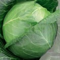 Тюркис семян капусты белокочанной (Satimex КЛ)