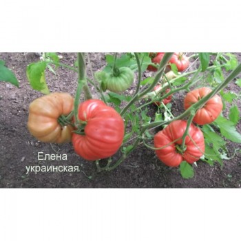 Украинская Елена семян помидора индетерминантного (GL Seeds)