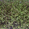 Укроп семян микрозеленый (Agrocity)