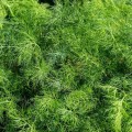 Укроп семян микрозеленый (Agrocity)
