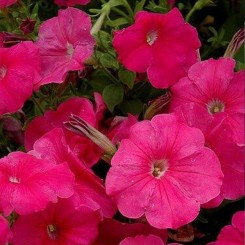 Ура F1 розовая (pink) семена петунии мультифлора (Syngenta)