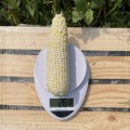 Вайт Туз F1 семена кукурузы суперсладкой Sh2 белой (Lark Seeds)